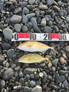ショゴの釣果