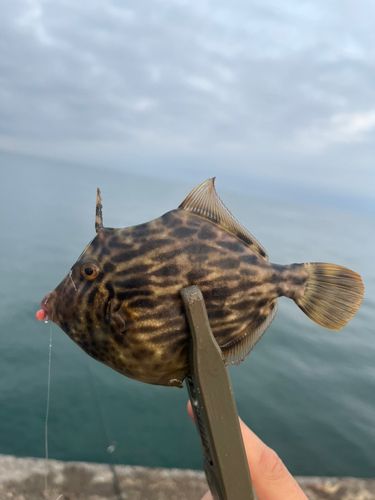 カワハギの釣果