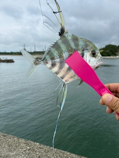 イトヒキアジの釣果