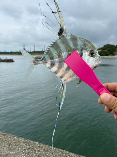 イトヒキアジの釣果
