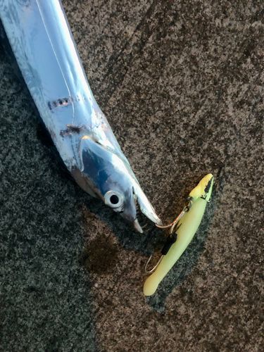 タチウオの釣果