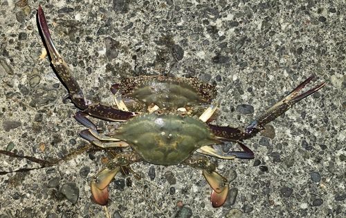 ワタリガニの釣果