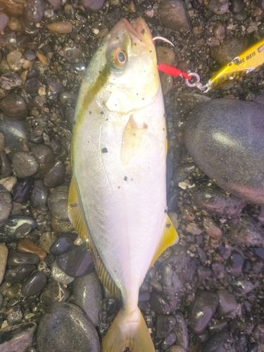 ショゴの釣果