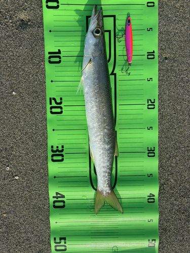 カマスの釣果