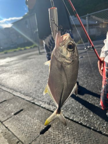 ギンガメアジの釣果