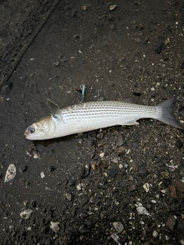 ボラの釣果