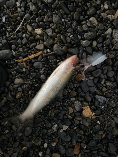 サッパの釣果