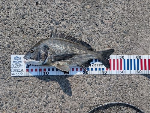 チヌの釣果