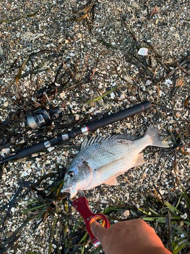 キビレの釣果