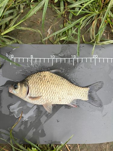ヘラブナの釣果