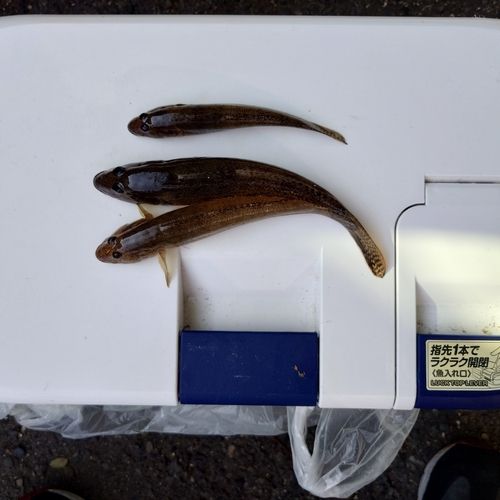 マハゼの釣果