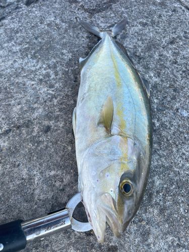 ネリゴの釣果