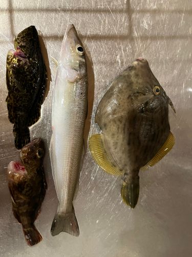 カワハギの釣果