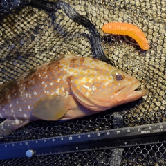 キジハタの釣果