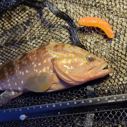 キジハタの釣果