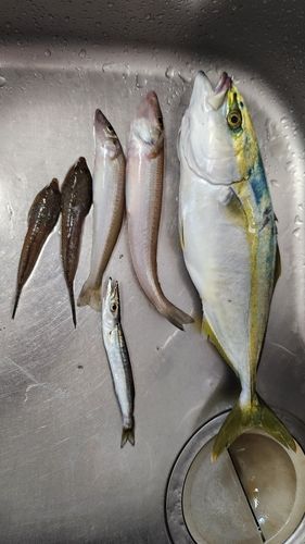 タマガンゾウビラメの釣果・釣り情報まとめ【2026年最新