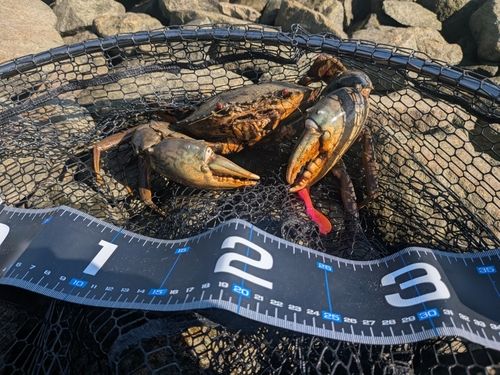 ノコギリガザミの釣果