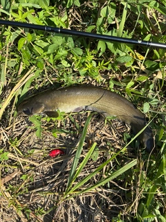 ナマズの釣果