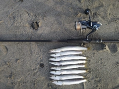 カマスの釣果