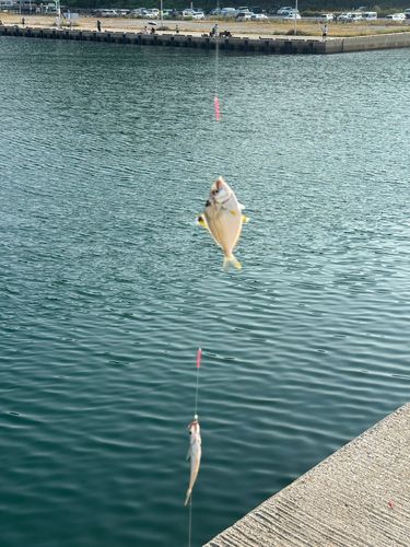 ヒイラギの釣果