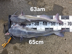 アメリカナマズの釣果