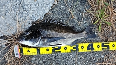 チヌの釣果