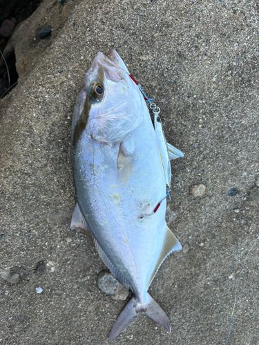 ネリゴの釣果