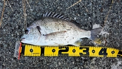 キビレの釣果