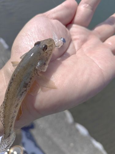 ハゼの釣果