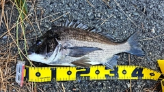 チヌの釣果