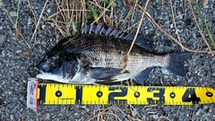 チヌの釣果