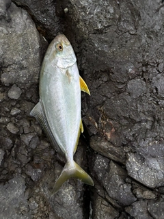 ショゴの釣果