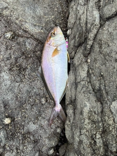 ショゴの釣果