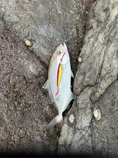 ショゴの釣果