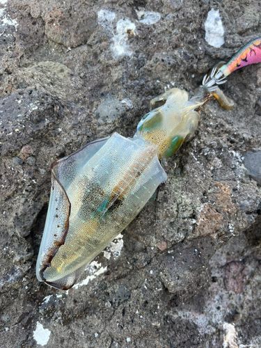 アオリイカの釣果