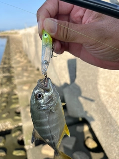 メッキの釣果