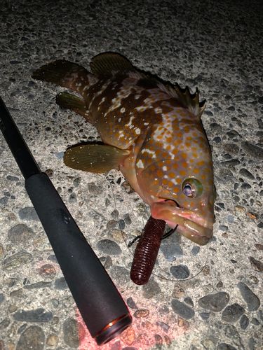 キジハタの釣果