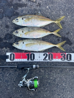アジの釣果