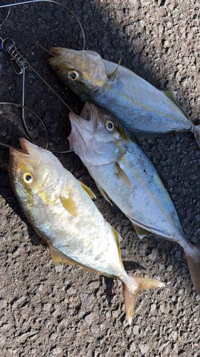 ネリゴの釣果