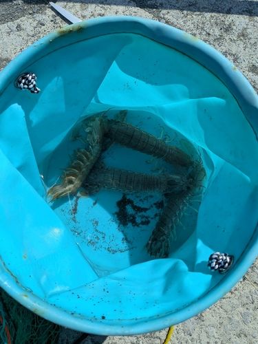 シャコの釣果