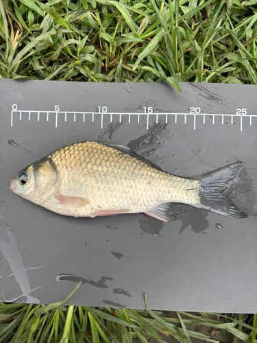 ヘラブナの釣果