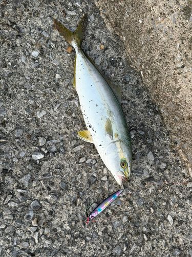 ツバスの釣果