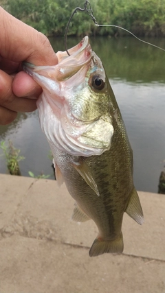 ラージマウスバスの釣果