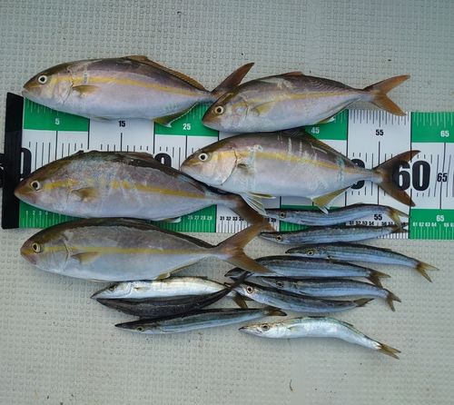 シオの釣果