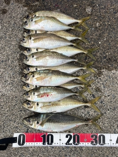 アジの釣果