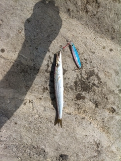 カマスの釣果