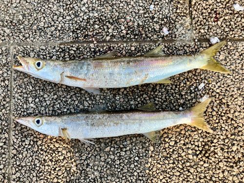 カマスの釣果