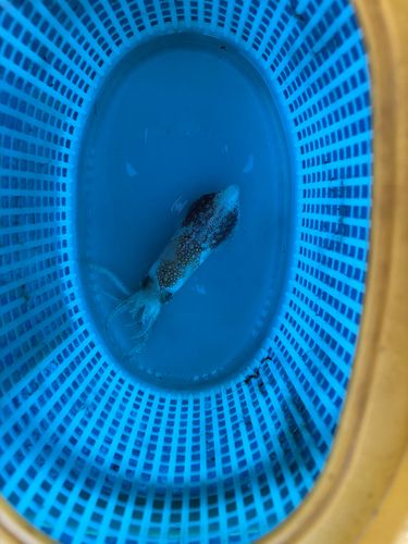 マメイカの釣果