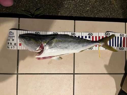 ハマチの釣果