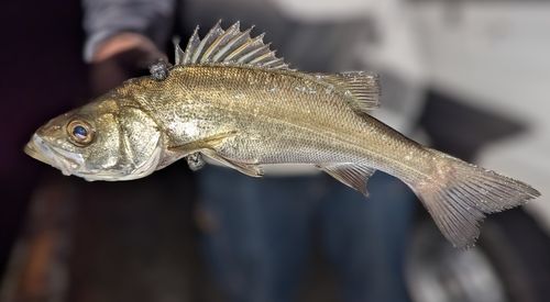 セイゴ（ヒラスズキ）の釣果